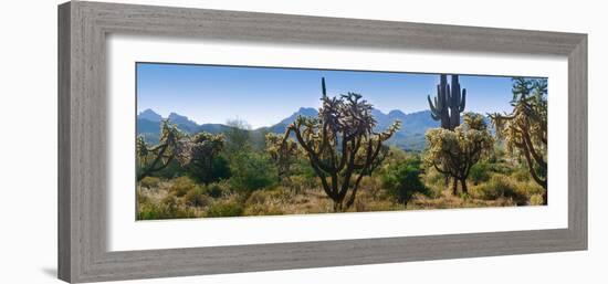 Panorama of Arizona's Desert Cactus.-Anna Miller-Framed Photographic Print