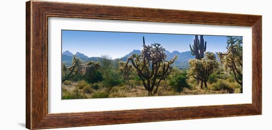 Panorama of Arizona's Desert Cactus.-Anna Miller-Framed Photographic Print