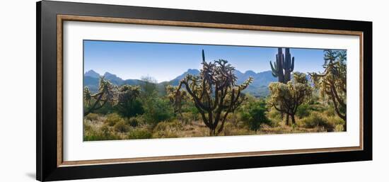 Panorama of Arizona's Desert Cactus.-Anna Miller-Framed Photographic Print