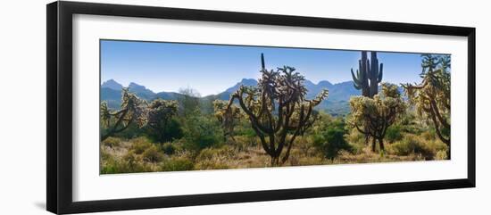 Panorama of Arizona's Desert Cactus.-Anna Miller-Framed Photographic Print