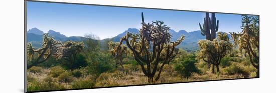 Panorama of Arizona's Desert Cactus.-Anna Miller-Mounted Photographic Print