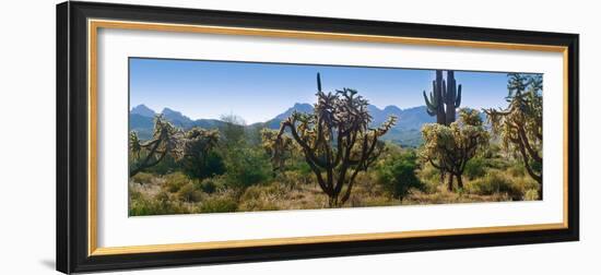 Panorama of Arizona's Desert Cactus.-Anna Miller-Framed Photographic Print