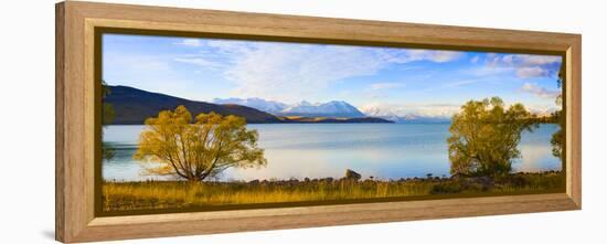 Panorama of Autumn Trees at Lake Tekapo, Canterbury, Southern Lakes, South Island, New Zealand-Matthew Williams-Ellis-Framed Premier Image Canvas