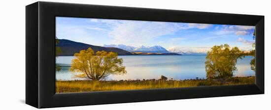 Panorama of Autumn Trees at Lake Tekapo, Canterbury, Southern Lakes, South Island, New Zealand-Matthew Williams-Ellis-Framed Premier Image Canvas