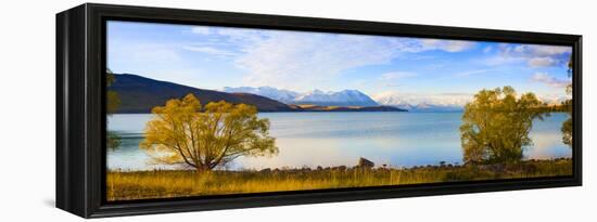 Panorama of Autumn Trees at Lake Tekapo, Canterbury, Southern Lakes, South Island, New Zealand-Matthew Williams-Ellis-Framed Premier Image Canvas