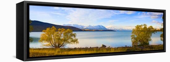 Panorama of Autumn Trees at Lake Tekapo, Canterbury, Southern Lakes, South Island, New Zealand-Matthew Williams-Ellis-Framed Premier Image Canvas