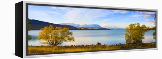 Panorama of Autumn Trees at Lake Tekapo, Canterbury, Southern Lakes, South Island, New Zealand-Matthew Williams-Ellis-Framed Premier Image Canvas