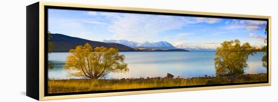 Panorama of Autumn Trees at Lake Tekapo, Canterbury, Southern Lakes, South Island, New Zealand-Matthew Williams-Ellis-Framed Premier Image Canvas