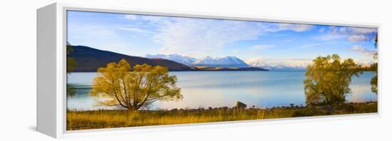 Panorama of Autumn Trees at Lake Tekapo, Canterbury, Southern Lakes, South Island, New Zealand-Matthew Williams-Ellis-Framed Premier Image Canvas