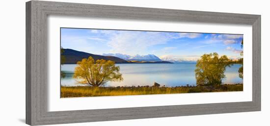 Panorama of Autumn Trees at Lake Tekapo, Canterbury, Southern Lakes, South Island, New Zealand-Matthew Williams-Ellis-Framed Photographic Print