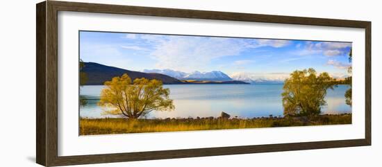 Panorama of Autumn Trees at Lake Tekapo, Canterbury, Southern Lakes, South Island, New Zealand-Matthew Williams-Ellis-Framed Photographic Print