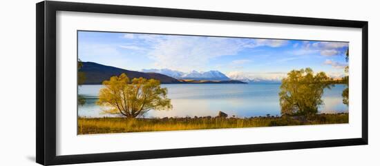 Panorama of Autumn Trees at Lake Tekapo, Canterbury, Southern Lakes, South Island, New Zealand-Matthew Williams-Ellis-Framed Photographic Print