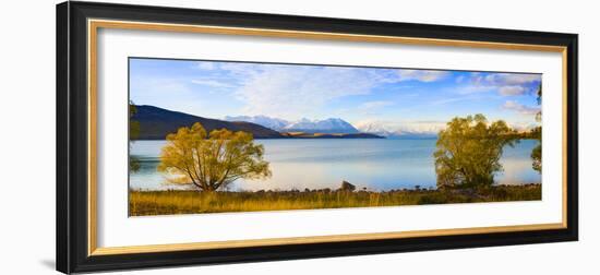 Panorama of Autumn Trees at Lake Tekapo, Canterbury, Southern Lakes, South Island, New Zealand-Matthew Williams-Ellis-Framed Photographic Print