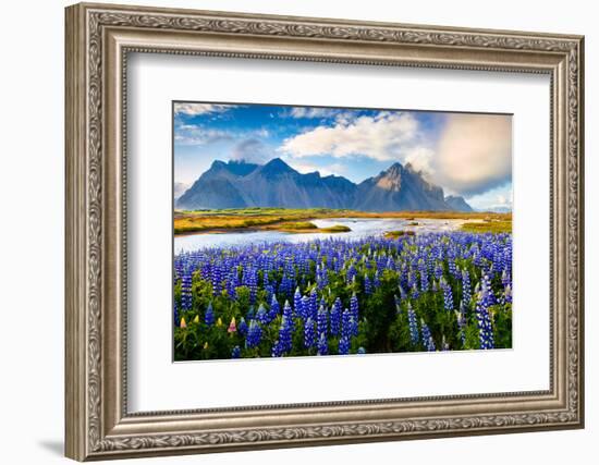 Panorama of Blooming Lupine Flowers on the Stokksnes Headland on Southeastern Icelandic Coast. Icel-Andrew Mayovskyy-Framed Photographic Print