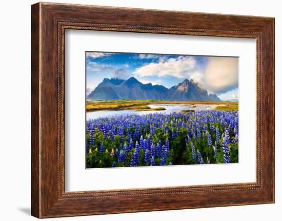 Panorama of Blooming Lupine Flowers on the Stokksnes Headland on Southeastern Icelandic Coast. Icel-Andrew Mayovskyy-Framed Photographic Print