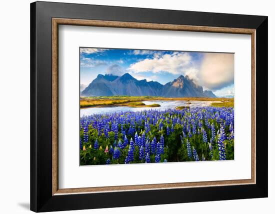 Panorama of Blooming Lupine Flowers on the Stokksnes Headland on Southeastern Icelandic Coast. Icel-Andrew Mayovskyy-Framed Photographic Print