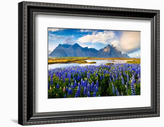 Panorama of Blooming Lupine Flowers on the Stokksnes Headland on Southeastern Icelandic Coast. Icel-Andrew Mayovskyy-Framed Photographic Print