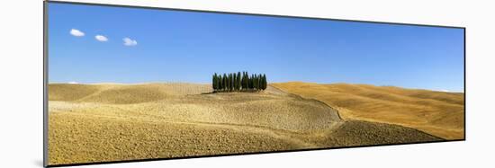 Panorama of group of Cypress trees in the landscape, Val d'Orcia, UNESCO World Heritage Site, Tusca-John Miller-Mounted Photographic Print