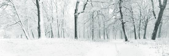 Panorama Of Winter Forest With Trees Covered Snow Photographic Print Olegkalina Art Com