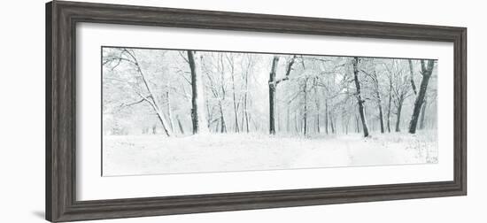 Panorama of Winter Forest with Trees Covered Snow-Olegkalina-Framed Photographic Print