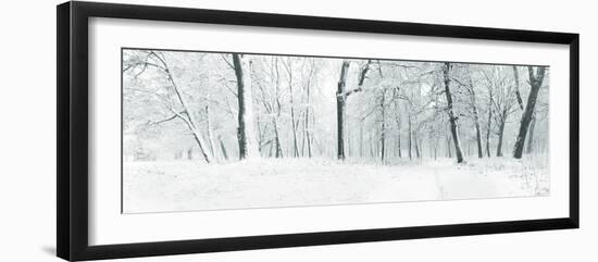 Panorama of Winter Forest with Trees Covered Snow-Olegkalina-Framed Photographic Print
