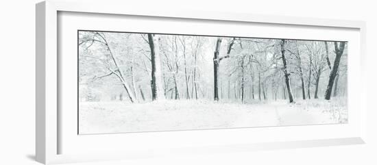 Panorama of Winter Forest with Trees Covered Snow-Olegkalina-Framed Photographic Print