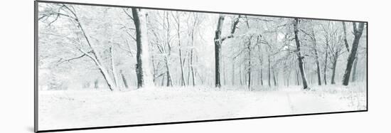 Panorama of Winter Forest with Trees Covered Snow-Olegkalina-Mounted Photographic Print