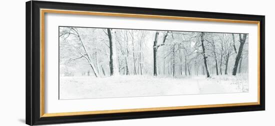 Panorama of Winter Forest with Trees Covered Snow-Olegkalina-Framed Photographic Print