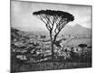 Photographic Print
