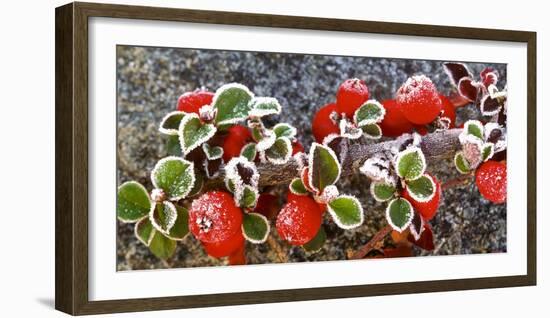 Panoramic image of frost on red berries.-Stuart Westmorland-Framed Photographic Print