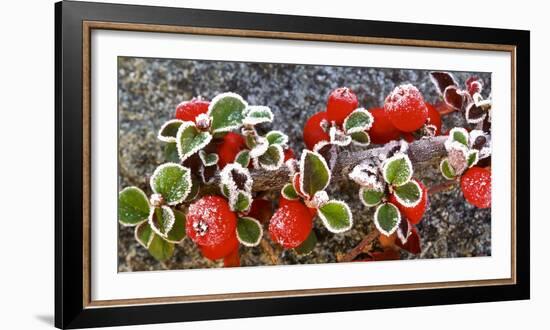 Panoramic image of frost on red berries.-Stuart Westmorland-Framed Photographic Print