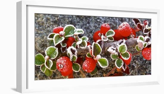 Panoramic image of frost on red berries.-Stuart Westmorland-Framed Photographic Print