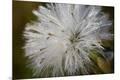 Premium Photographic Print