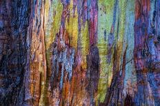 Detail of colorful trunk of a wet Eucalyptus tree, Oakland, Alameda County, California, USA-Panoramic Images-Photographic Print