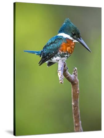 panoramic-images-male-amazon-