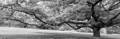 Old tree in park, Stuttgart, Baden Wurttemberg, Germany-Panoramic Images-Photographic Print
