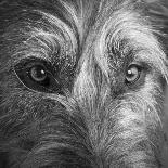 Portrait of Irish Wolf Hound Dog-Panoramic Images-Photographic Print