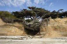 Scenic view of tree of life, Kalaloch, Olympic National Park, Jefferson County, Washington State...-Panoramic Images-Photographic Print