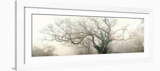 panoramic octopus ghost oak-Phillipe Manguin-Framed Photographic Print