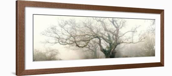 panoramic octopus ghost oak-Phillipe Manguin-Framed Photographic Print