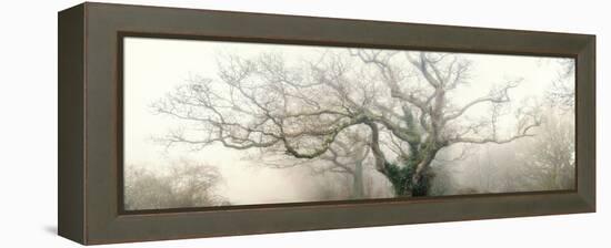 panoramic octopus ghost oak-Phillipe Manguin-Framed Premier Image Canvas