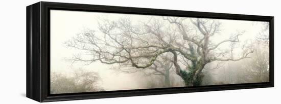 panoramic octopus ghost oak-Phillipe Manguin-Framed Premier Image Canvas