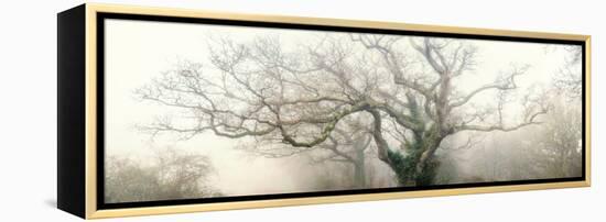 panoramic octopus ghost oak-Phillipe Manguin-Framed Premier Image Canvas