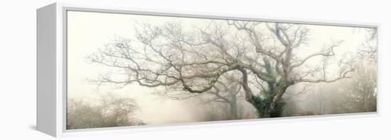 panoramic octopus ghost oak-Phillipe Manguin-Framed Premier Image Canvas