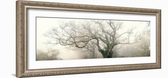 panoramic octopus ghost oak-Phillipe Manguin-Framed Photographic Print