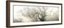 panoramic octopus ghost oak-Phillipe Manguin-Framed Photographic Print
