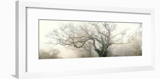 panoramic octopus ghost oak-Phillipe Manguin-Framed Photographic Print