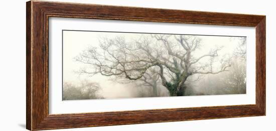 panoramic octopus ghost oak-Phillipe Manguin-Framed Photographic Print