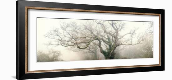 panoramic octopus ghost oak-Phillipe Manguin-Framed Photographic Print