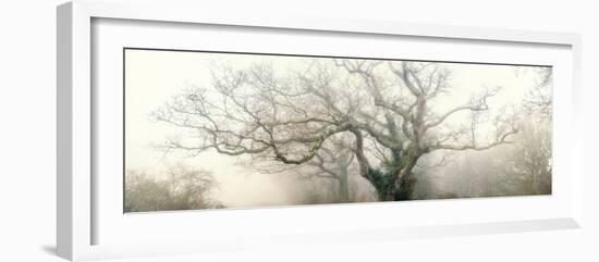 panoramic octopus ghost oak-Phillipe Manguin-Framed Photographic Print